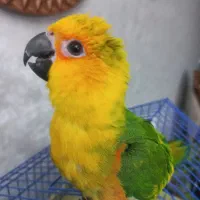 طوطی خورشیدی گرینچیک|پرنده|اصفهان, مارچین|دیوار