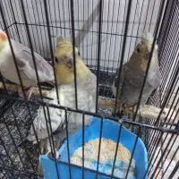 عروس|پرنده|گرگان, |دیوار