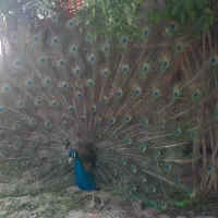 طاوس