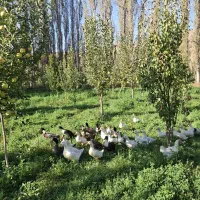 اردک نر و ماده