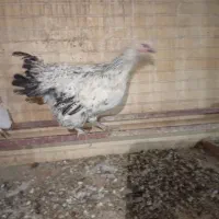 مرغ خانگی حدود ۶ ماه (تا دو،سه روز دیگه تخم میاد)|حیوانات مزرعه|یزد, |دیوار