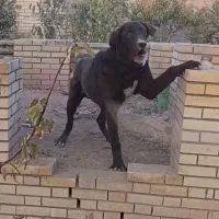 واگذاری نر۷ماهه قدریجونی