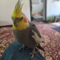 عروس هلندی گمشده
