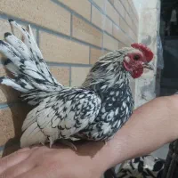 خروس سبرایت