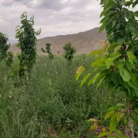 زمین باغی
