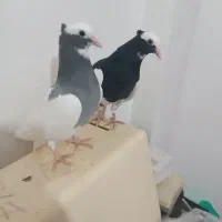 زیر خاکی   طوق سبز و سیاه بینظیر|پرنده|صدرا-فارس, فاز ۱|دیوار