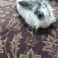 خرگوش سالم سرحال ارزون