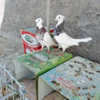 کفتر پلاکی و طوقی