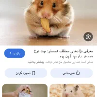 همستر بلوط خور