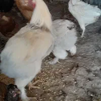 مرغ و خروس برهما و فریح محلی