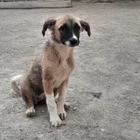 سگ ماده ۴ماه