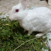 یک عدد خرگوش ماده بار دار ...