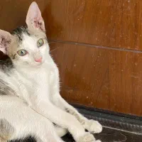 واگذاری گربه