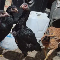 مرغ لاری افغان