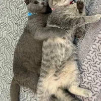 واگذاری گربه اسکاتیش