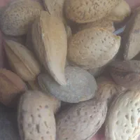 بادام‌تلخ‌امسال‌خشک