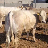 گوساله ماده شاروله