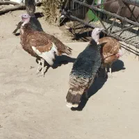 بوقلمون|حیوانات مزرعه|چنگ الماسی, |دیوار