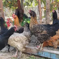 مرغ تخم گذار رسمی محلی ومرغ کرچ۲رگ لاری وجوجه گلین