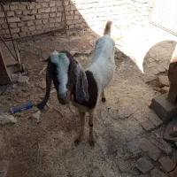 بز پاکستانی