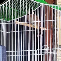 مرغ عشق|پرنده|خرمشهر, |دیوار