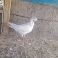 کبوتر|پرنده|سراب, |دیوار