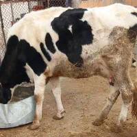 گاو هلشتاین جوان