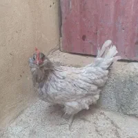 تخم مرغ گلین