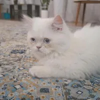 گربه پرشین ماده ۵ ماه|گربه|تربت جام, بیست متری منبع آب|دیوار