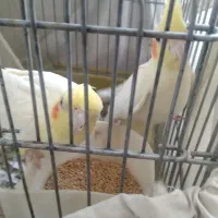 عروس هلندی جفت شده مطمعن