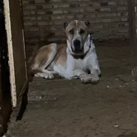 واگذاری سگ|سگ|تایباد, |دیوار