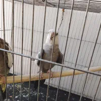 عروس هلندی دستی سخن گو