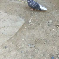 سار دوم سفید مقبول