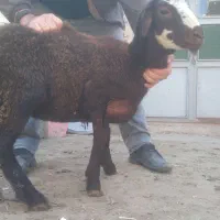 گوسفند برره نژاد دار و فوق العاده|حیوانات مزرعه|بناب, |دیوار