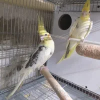 عروس هلندی مولد لوتینیو زعفرانی و دوکت لوتینیو