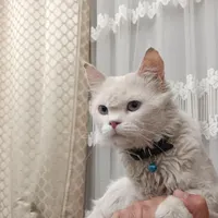 گربه نر چشم آبی پشمالو|گربه|یزد, |دیوار