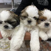 شیتزو سوپر فلت اصل|سگ|اصفهان, ارغوانیه|دیوار