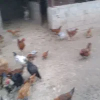 فروش مرغ واردک وغاز محلی ارگانیک|حیوانات مزرعه|ساری, |دیوار