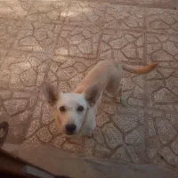 اشپیتز روباهی|سگ|یزد, |دیوار