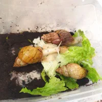 حلزون اچاتینا کلاژن پوست