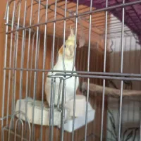 عروس هلندی بالغ و جوجه