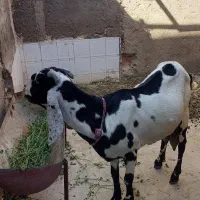 بز پنجاپ|حیوانات مزرعه|ایرانشهر, |دیوار