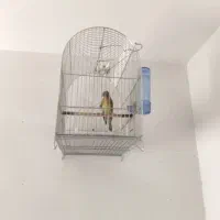 سهره قناری لر