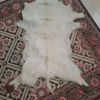 پادری پوست