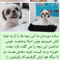 واگذاری رایگان به شرط|سگ|اصفهان, پارک مشتاق|دیوار