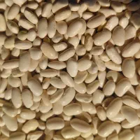 لوبیا سفید دستچین و تمیز