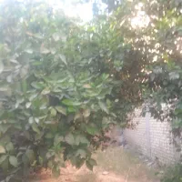 زمین مسکونی