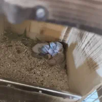 گرین چیک در خرامه