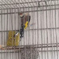سهره