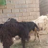 دوتا تروشت مخصوص کشتار ومالداری|حیوانات مزرعه|ایرانشهر, |دیوار